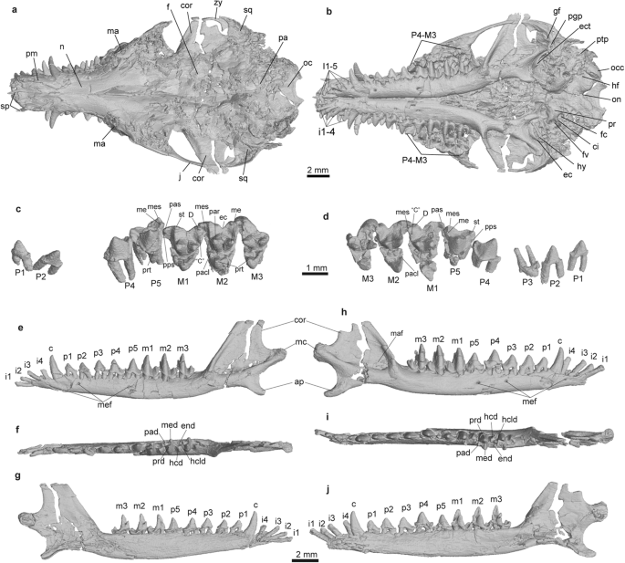 Fig. 2: Skull morphology of Microtherulum.