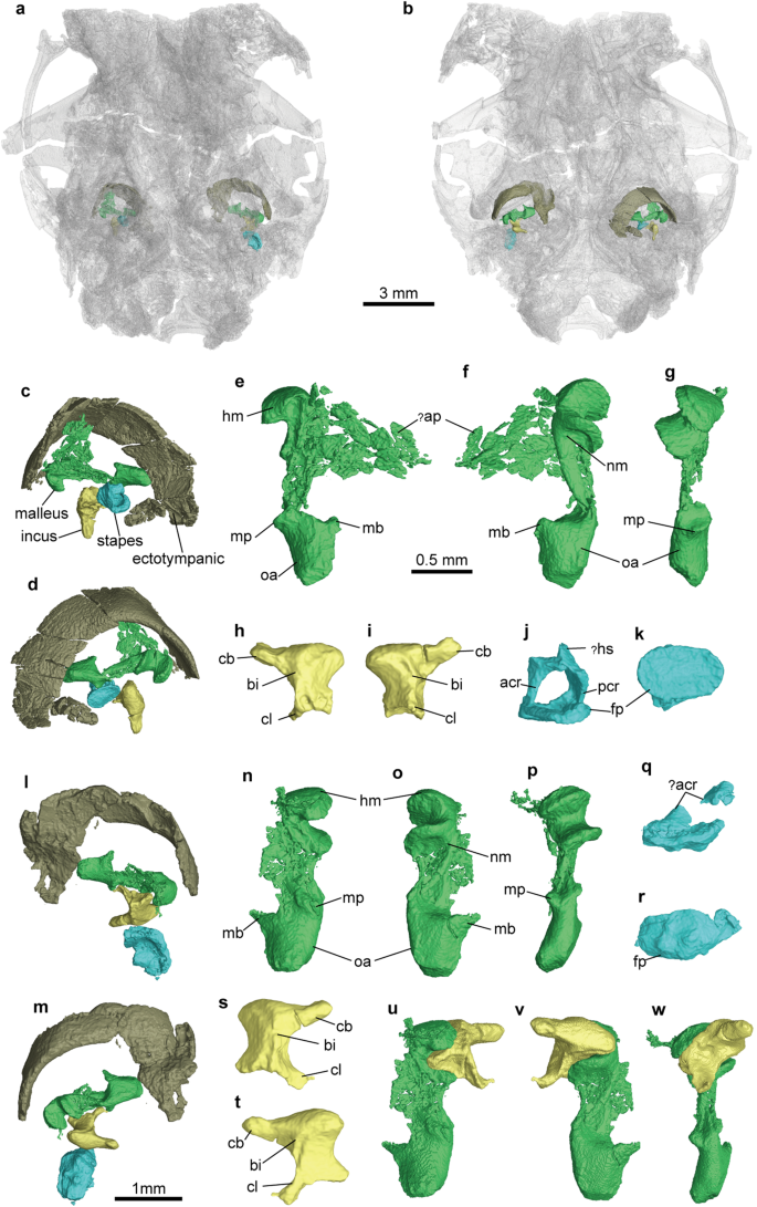 Fig. 3: Middle ear bones of Microtherulum oneirodes based on virtual reconstruction with malleus in green, incus in yellow, stapes in blue, and ectotympanic in brown.