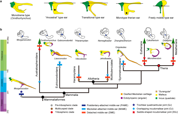 Fig. 5: Ear evolution in Mesozoic mammaliaforms.