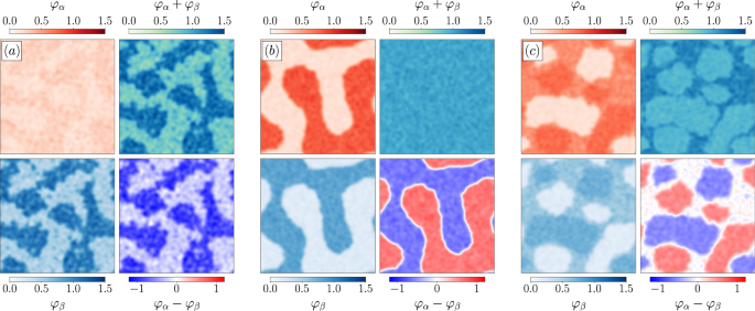 Fig. 1: Simulations of two species of RTPs with self-inhibition and global activation of the motility.
