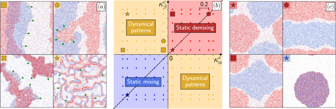 Fig. 3: Simulations of two species of RTPs when non-reciprocity survives coarse-graining.