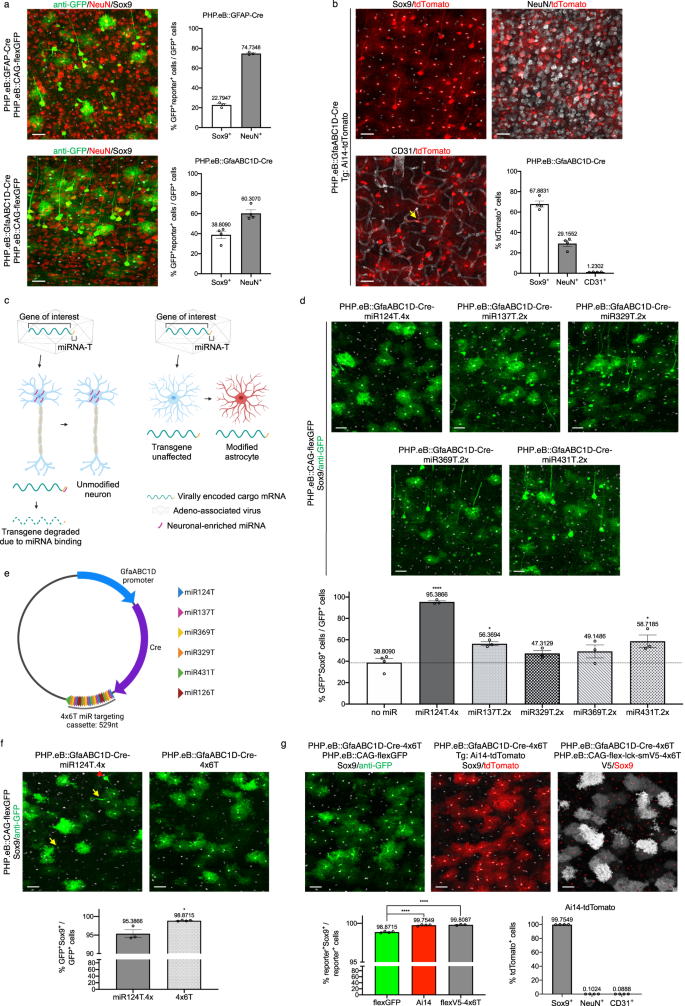 Fig. 1: Low astrocytic viral specificity can be enhanced with miRNA targeting sequences.