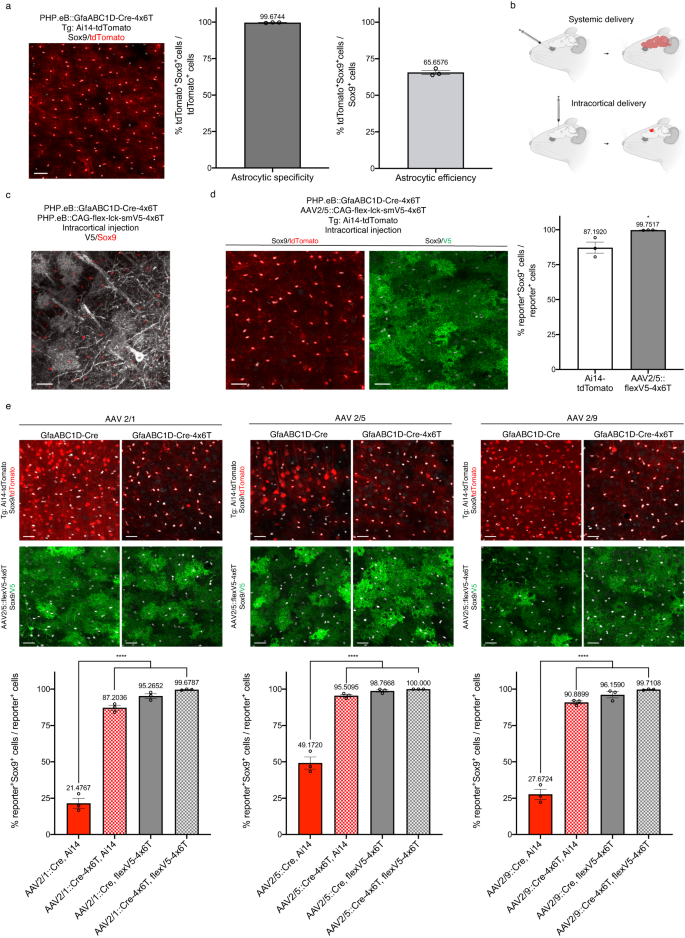 Fig. 2: 4x6T cassette increases astrocyte specificity at high titers and across serotypes.