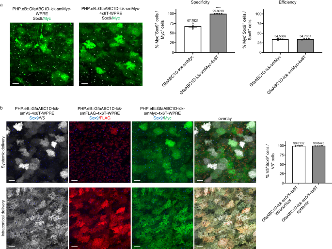 Fig. 6: Non-recombinase astrocyte specificity with and without the 4x6T cassette.