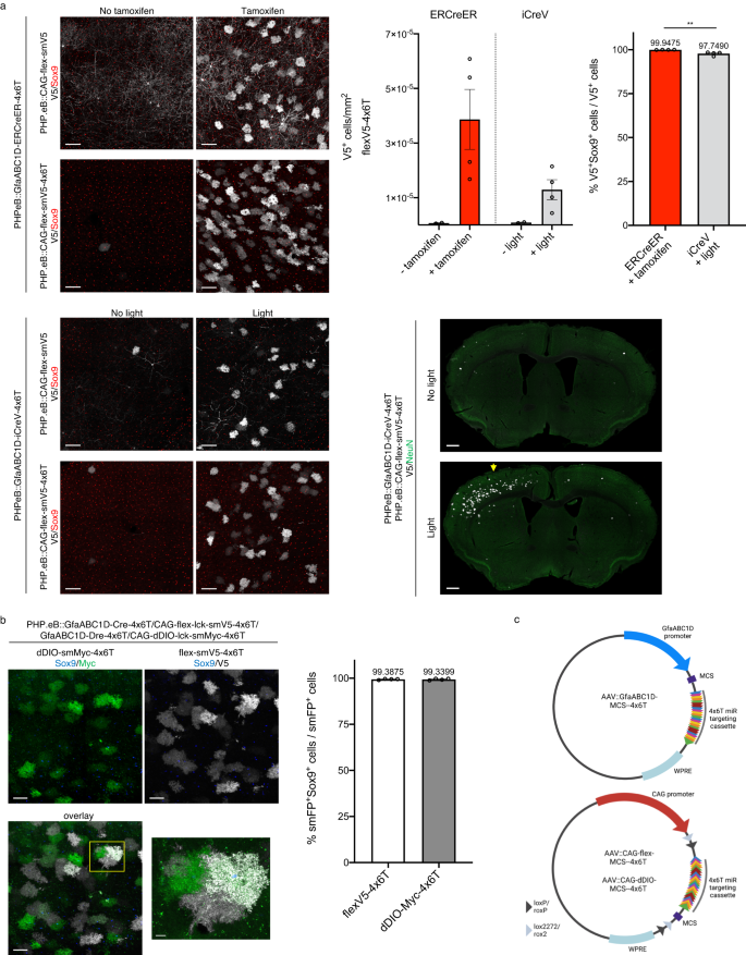 Fig. 7: Astrocyte specificity of the 4x6T cassette with inducible and alternative recombinases.