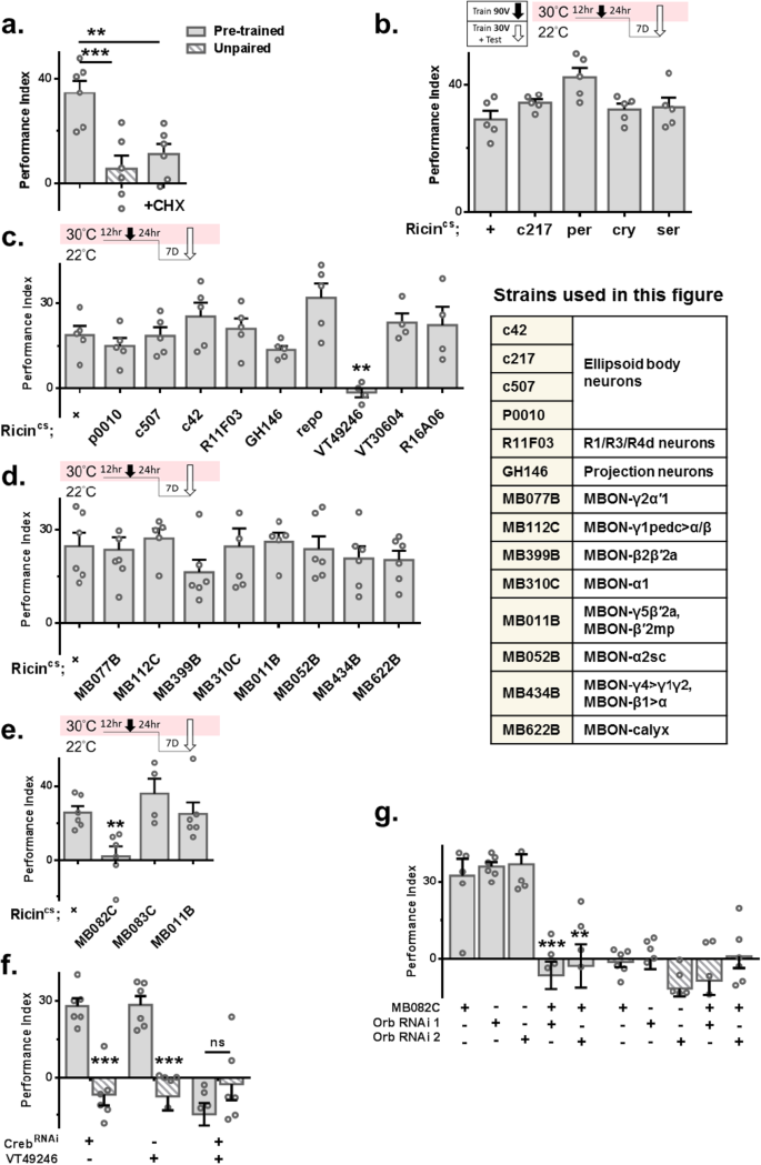 Forgotten memory storage and retrieval in Drosophila