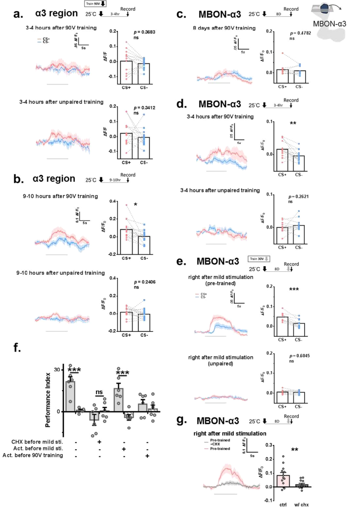 Forgotten memory storage and retrieval in Drosophila