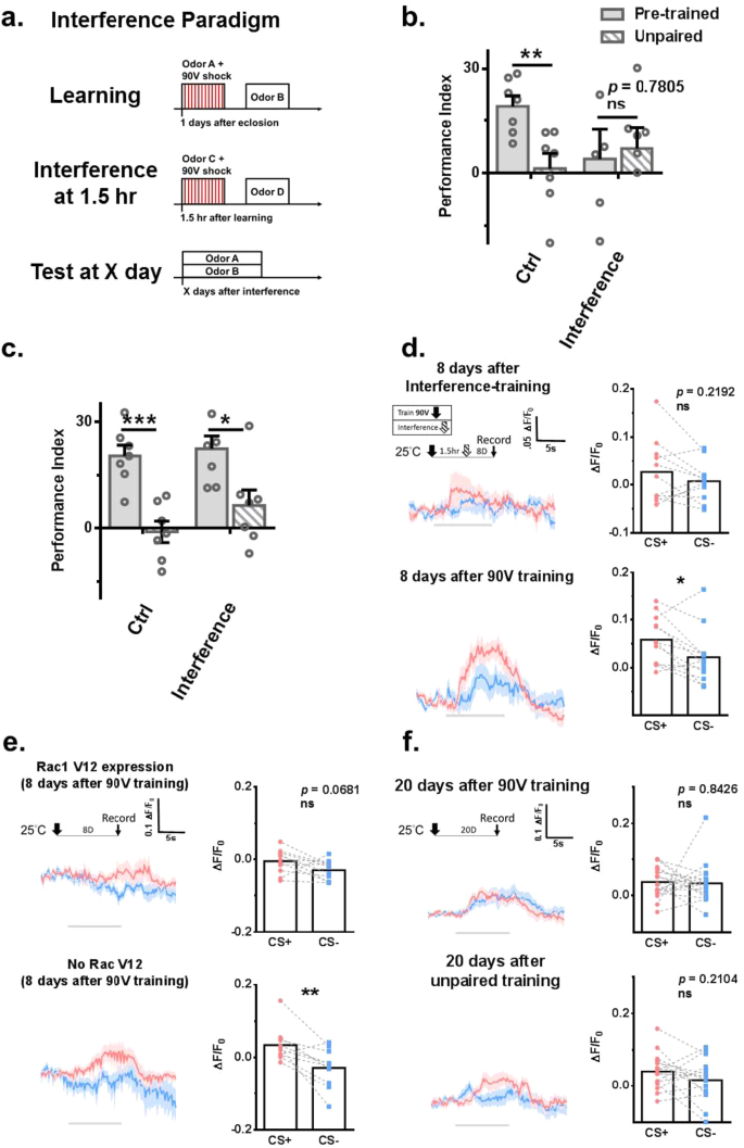 Forgotten memory storage and retrieval in Drosophila