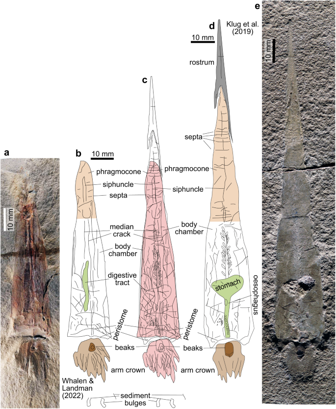 Fig. 1: The early coleoids Gordoniconus beargulchensis and Syllipsimopodi bideni from the Bear Gulch Limestone, Heath Fm., Serpukhovian, Fergus County, Montana, USA.