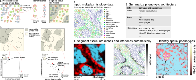 研究者が腫瘍の分析に新たなAIアプローチを採用(Researchers take new AI approach to analyse tumours)