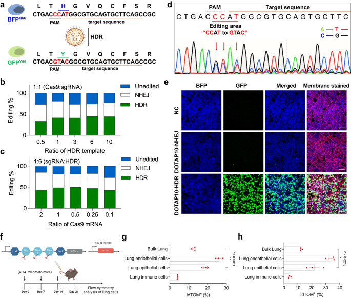 Fig. 3: DOTAP10 LNPs, encapsulating Cas9 mRNA, sgRNA, and ssDNA HDR template, successfully induced HDR in HEK293 cells with Y66H GFP mutation.