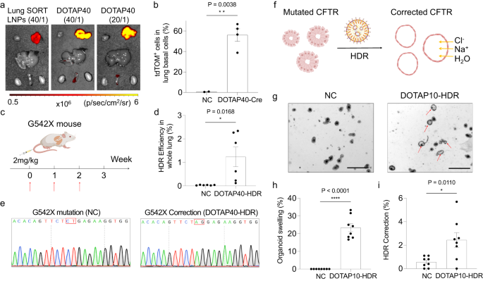Fig. 4: DOTAP LNPs successfully corrected CFTR gene mutation in G542X-CF mouse model and restored CFTR function in a mouse intestinal organoid cell model with the G542X mutation.