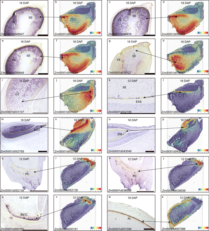 Fig. 2: Marker gene validation using experimental and electronical RNA in situ hybridization.