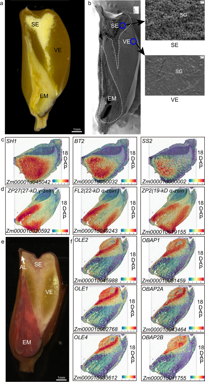 Fig. 3: Spatially specific accumulation of starch, proteins, and oil in maize seeds.