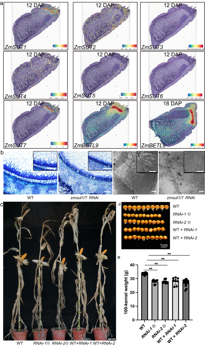 Fig. 4: Functional study of ZmSUT genes in maize seed.