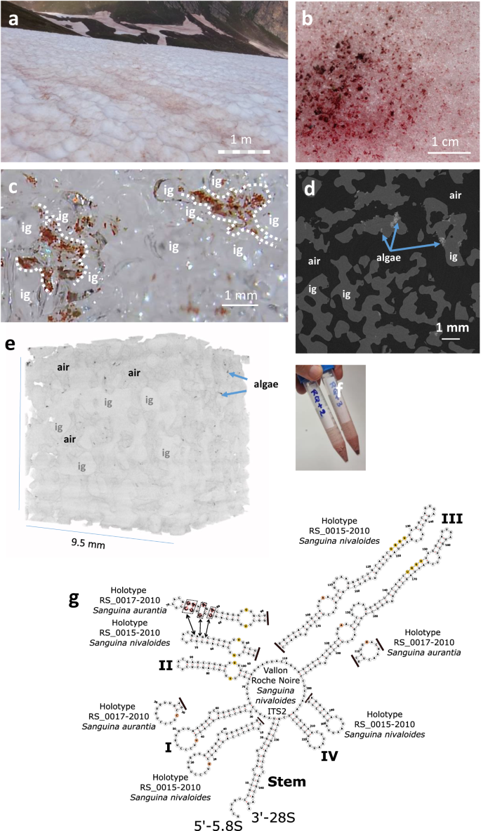Fig. 1: Sanguina nivaloides blooms.