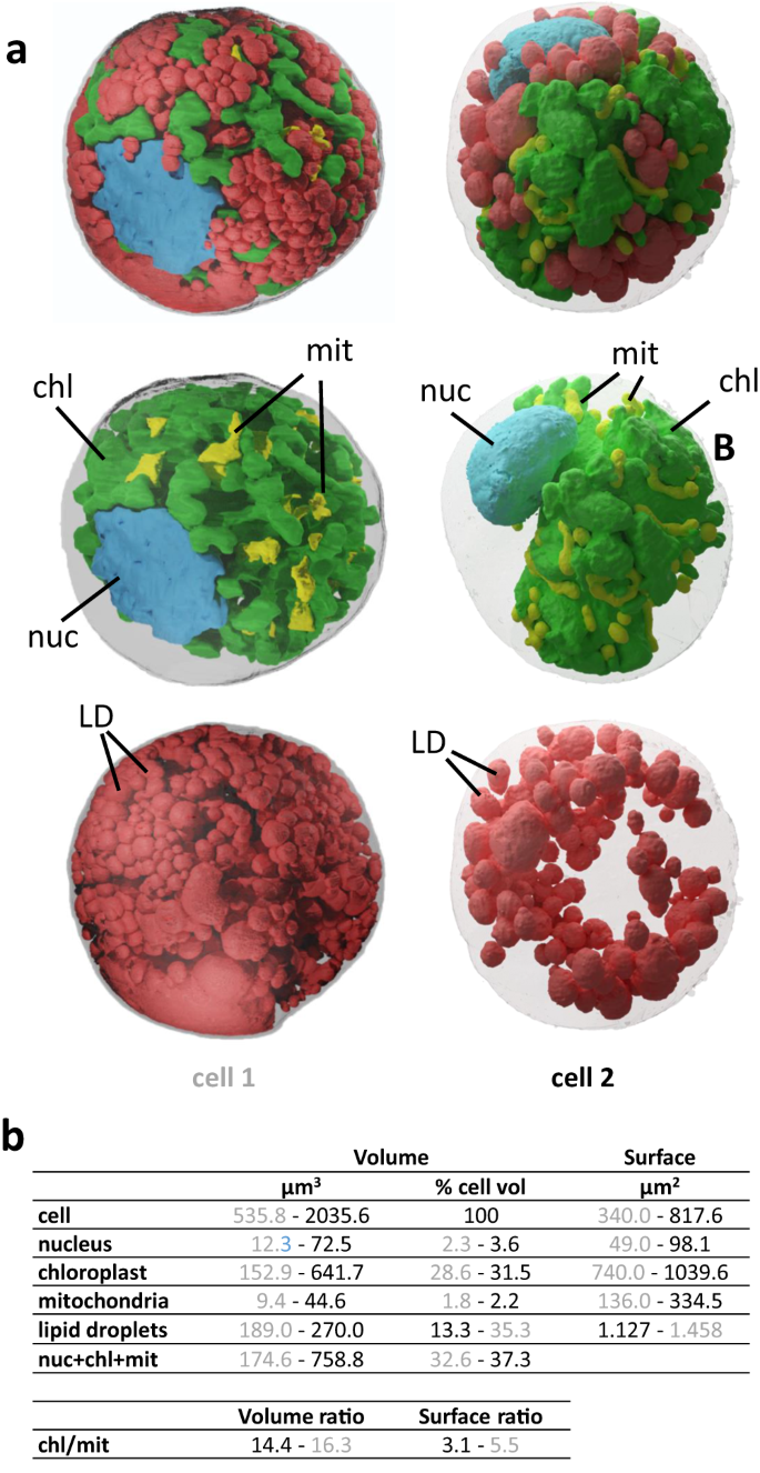 Fig. 7: 3D cell architecture of S. nivaloides cysts.