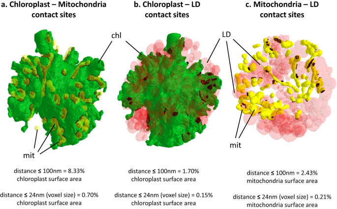 Fig. 8: Proximity between cellular organelles in S. nivaloides cysts.