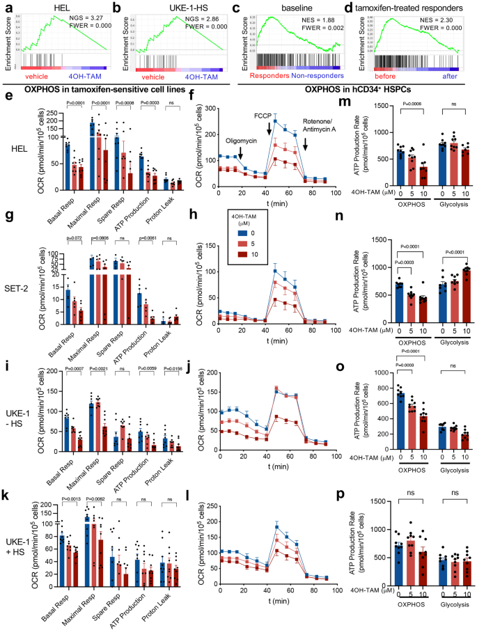 Fig. 4: Tamoxifen downregulates OXPHOS-related genes and reduces OXPHOS-derived ATP generation in JAK2V617F-mutated human cells.