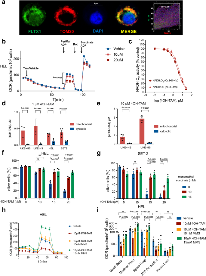 Fig. 6: Tamoxifen reduces mitochondrial ATP generation by inhibiting respiratory complex I.