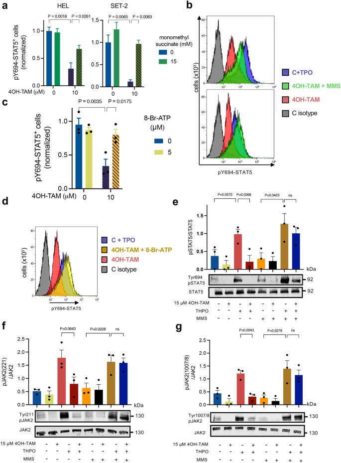 Fig. 8: Inhibition of pathogenic JAK-STAT signaling by tamoxifen is rescued by complex II activation or ATP supplementation.