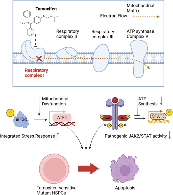 Fig. 9: HSPCs with high JAK-STAT signaling, integrated stress response and mitochondrial respiration are particularly sensitive to tamoxifen-induced cell death.