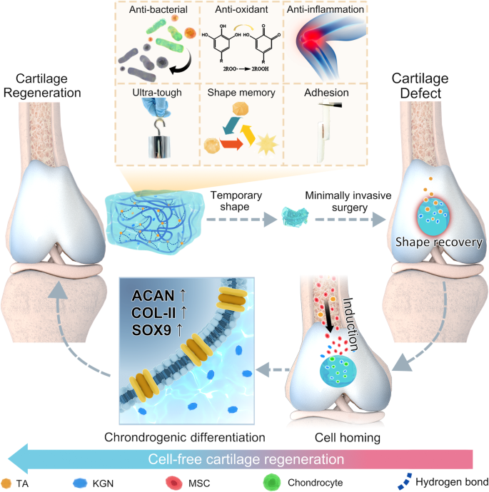 Fig. 1: Schematic demonstration of PTK hydrogel-induced cell-free cartilage regeneration.