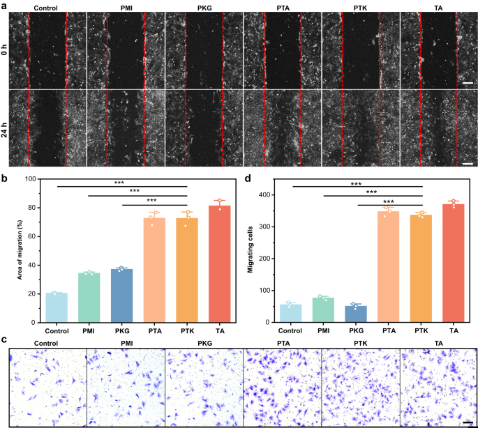 Fig. 4: In vitro cell migration test.