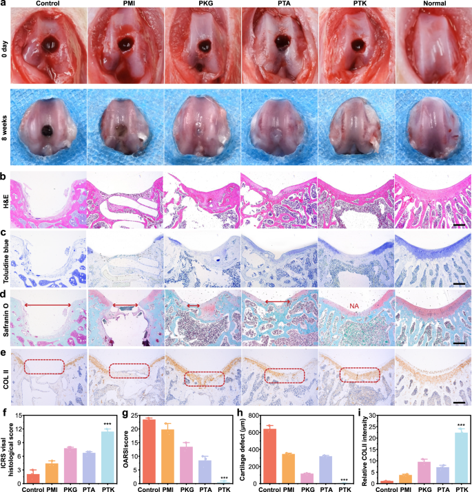 Fig. 5: Macroscopic, histological, and immunohistochemical evaluations.