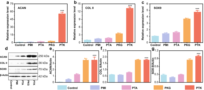 Fig. 6: RT-PCR and Western blot analysis.