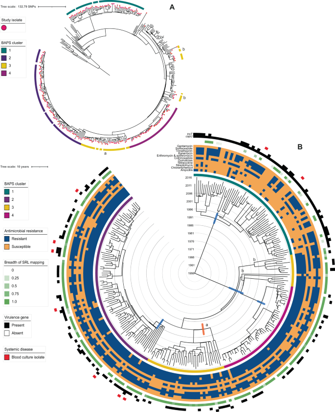 Fig. 2: The contextualised population structure, antimicrobial resistance, and genetic features of South African Shigella flexneri 2a.