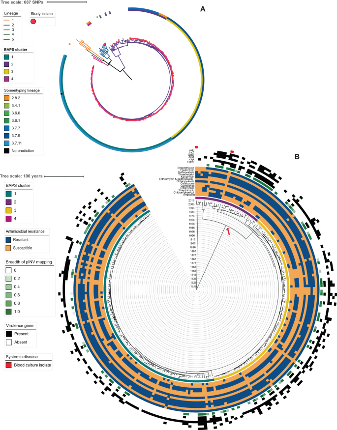 Fig. 4: The contextualised population structure, antimicrobial resistance, and genetic features of South African Shigella sonnei.