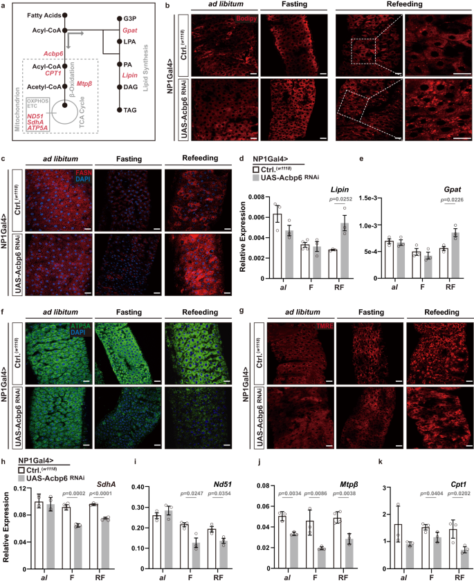 Fig. 2: Nutrient-dependent metabolic network in the midgut is shaped by Acbp6 function.