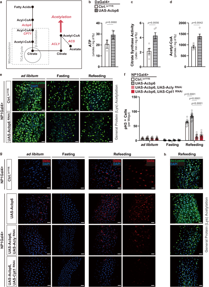 Fig. 3: Acbp6 regulates acetyl-CoA metabolism and protein acetylation to adjust midgut proliferative homeostasis during nutrition adaptation.