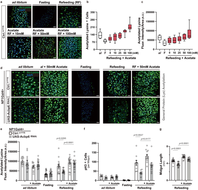 Fig. 4: Dietary acetate supplementation can bypass the requirement for Acbp6 in shaping acetyl-CoA metabolism and proliferative homeostasis.