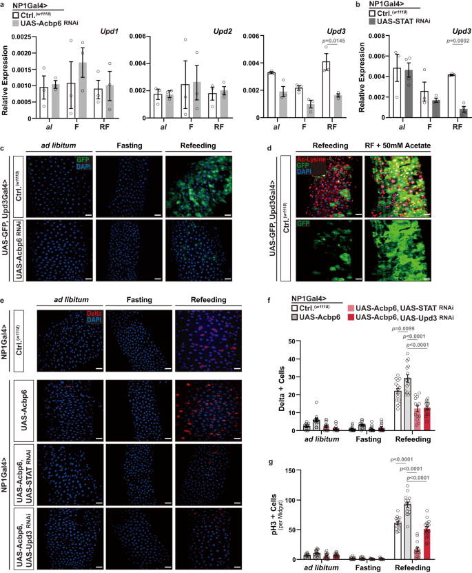 Fig. 6: Acbp6 can adjust midgut proliferative homeostasis through a STAT92e-Upd3 signaling axis during nutrient adaptation.