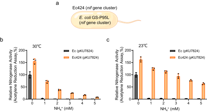 Diurnal switches in diazotrophic lifestyle increase nitrogen contribution to cereals_INSIGHT 14 figure 3