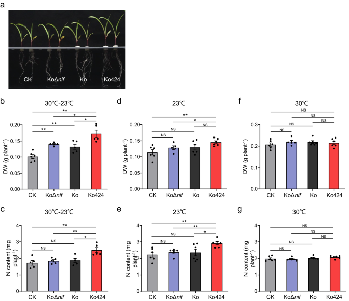 Diurnal switches in diazotrophic lifestyle increase nitrogen contribution to cereals_INSIGHT 17 figure 6