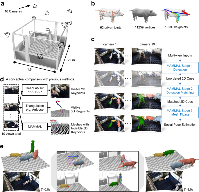 Fig. 1: MAMMAL presents a method for 3D surface motion capture of multiple animals.