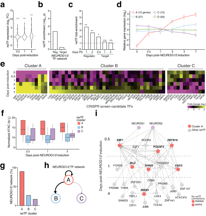Fig. 3: A subset of neuron-essential TFs are characterized by a rapid increase in expression that is accompanied by increased target site accessibility genome-wide.