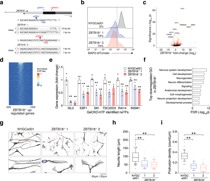 Fig. 5: ZBTB18-null cells have widespread alterations in gene expression and result in immature neurons with stunted neurite development.