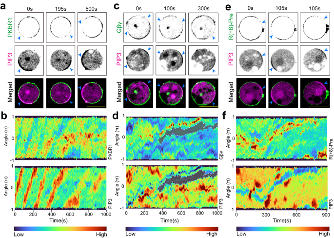 Fig. 2: Dynamic polarization of multiple lipid-anchored membrane proteins in cytoskeleton-impaired cells.