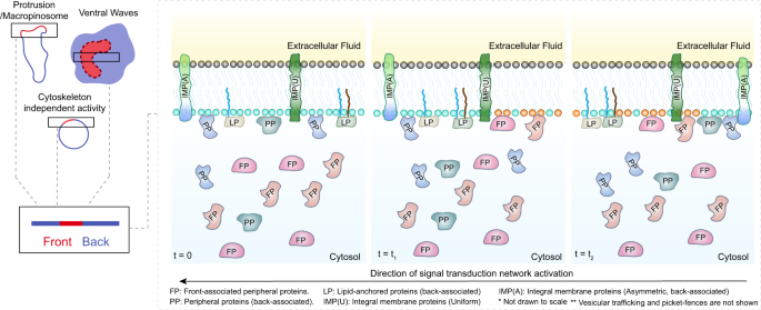 Fig. 8: Schematic illustration showing the effect of dynamic partitioning and shuttling in plasma membrane organization.