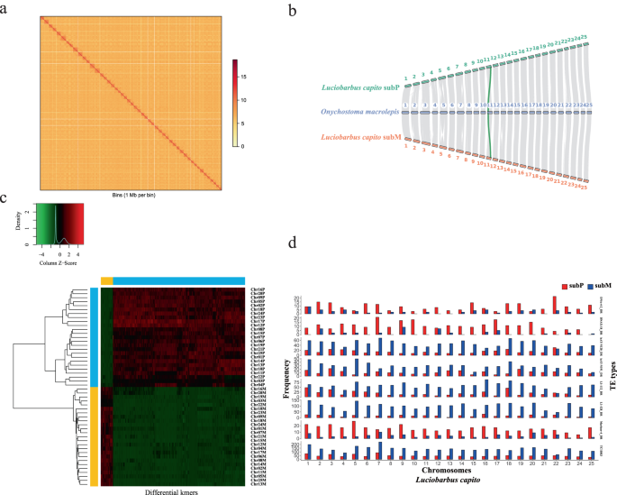 Fig. 2: Evidence for the allotetraploid origin of L. capito.