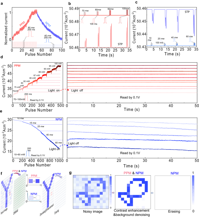 Fig. 3: Light tuneable NPM and PPM effects and synaptic characteristics.
