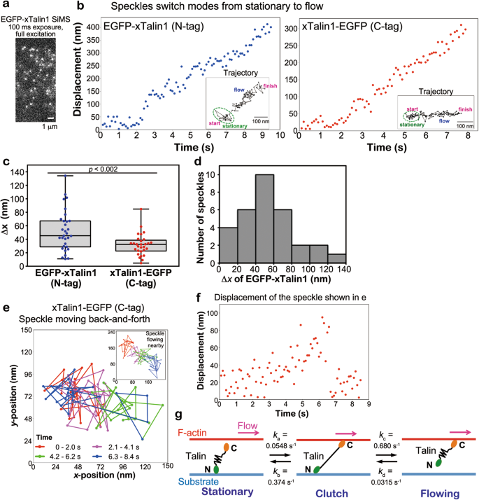 Fig. 2: Nanometer displacement measurements of EGFP-tagged xTalin1 SiMS.