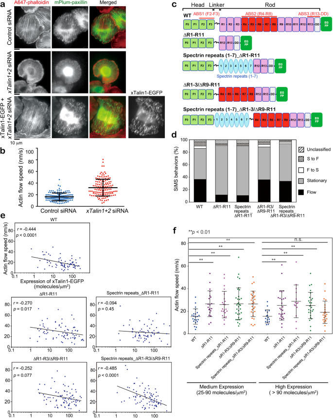 Fig. 3: Elastic α-helical bundle structures of the spectrin-repeats can substitute for xTalin1 stretchable domains.