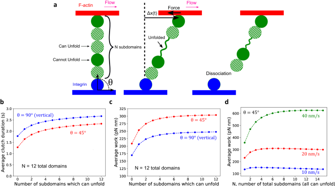 Fig. 4: Mathematical model of a single Talin chain.