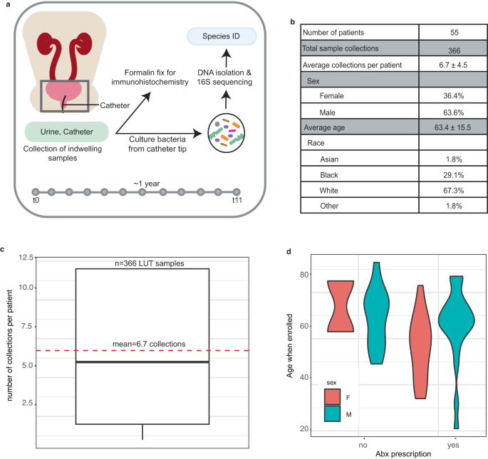 Fig. 1: Identifying the temporal microbial community composition from the urine and catheters of long-term catheterized patients.