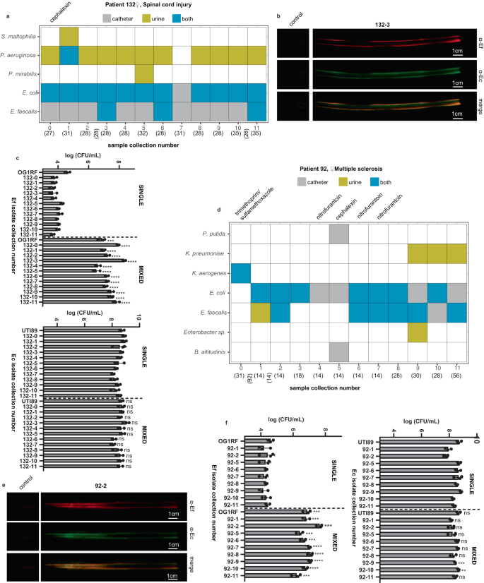 Fig. 6: E. faecalis and E. coli co-localize on patient catheters and E. coli clinical isolates augment growth of E. faecalis clinical isolates in AUM.